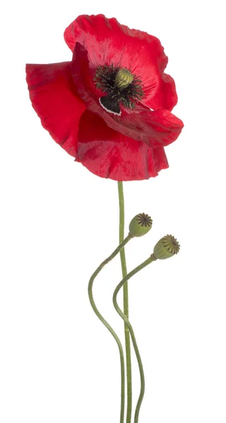 Studio Shot Red Colored Poppy Flower Isolated White Background Large — Stock Photo, Image