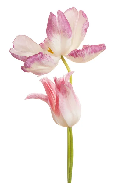白い背景で隔離のピンク色のチューリップの花のスタジオ撮影 大規模な被写し界深度 Dof マクロ — ストック写真