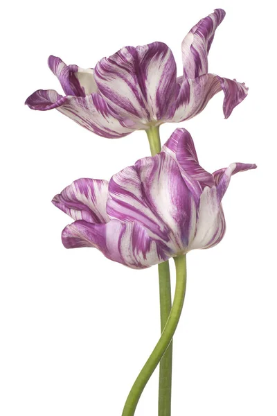 Studioaufnahme Von Weißen Und Magentafarbenen Tulpenblüten Isoliert Auf Weißem Hintergrund — Stockfoto
