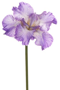 Stüdyo leylak renkli Iris çiçeği beyaz arka plan üzerinde izole bir kadeh. Büyük derinlik-in tarla (Dof). Makro.