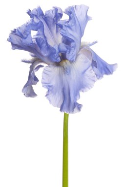 Beyaz arka plan üzerinde izole mavi renkli Iris çiçeği stüdyo çekim. Büyük derinlik-in tarla (Dof). Makro.