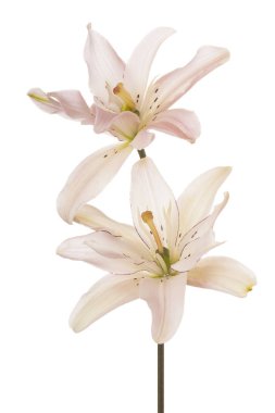 Beyaz arka plan üzerinde izole pembe renkli Lily çiçekler stüdyo çekim. Büyük derinlik-in tarla (Dof). Makro.