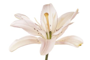 Stüdyo bej renkli Lily çiçek beyaz arka plan üzerinde izole bir kadeh. Büyük derinlik-in tarla (Dof). Makro.