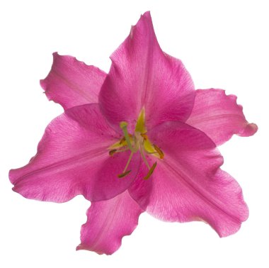 Beyaz arka plan üzerinde izole kırmızı renkli Lily çiçek stüdyo çekim. Büyük derinlik-in tarla (Dof). Makro.