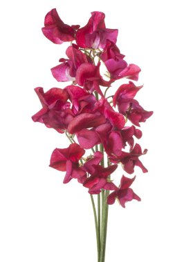 Beyaz arka plan üzerinde izole kırmızı renkli tatlı bezelyem çiçek stüdyo çekim. büyük derinlik-in tarla (dof). Makro.