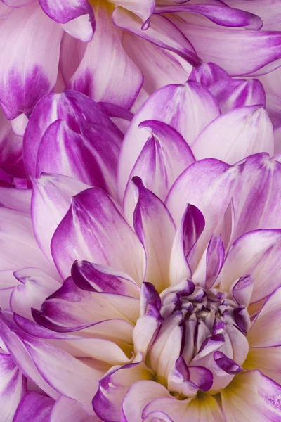 Studio Shot Van Magenta Gekleurde Dahlia Bloemen Achtergrond Macro — Stockfoto