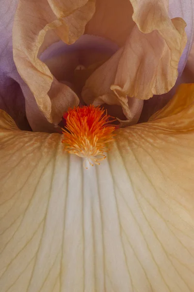 Studio Girato Marrone Colorato Iris Flower Sfondo Macro — Foto Stock