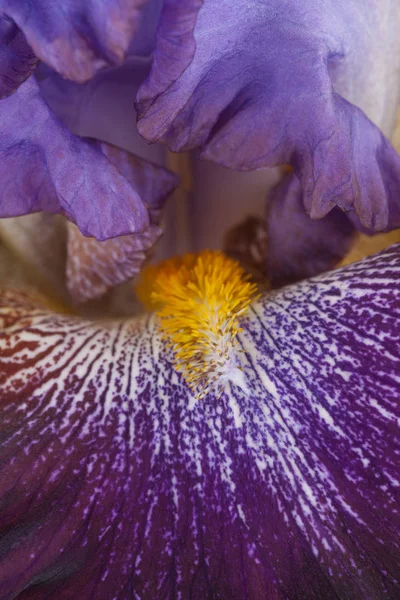 Studioaufnahme Von Lila Gefärbten Irisblume Hintergrund Makro — Stockfoto