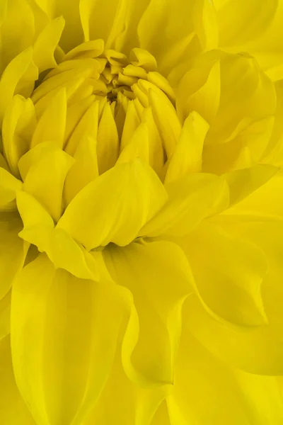 Studioaufnahme Von Gelb Gefärbten Dahlienblüten Hintergrund Makro — Stockfoto