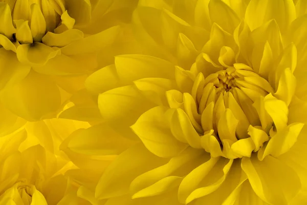 Studioaufnahme Von Gelb Gefärbten Dahlienblüten Hintergrund Makro — Stockfoto