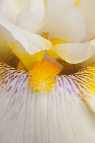 Studio Colpo Bianco Giallo Colorato Iris Flower Sfondo Macro — Foto Stock