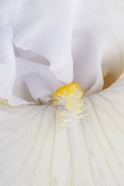 Studioaufnahme Von Lila Gefärbten Irisblume Hintergrund Makro — Stockfoto