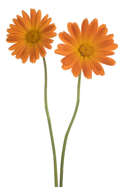 Studio Shot Orange Colorato Calendula Fiori Isolato Sfondo Bianco Ampia — Foto Stock