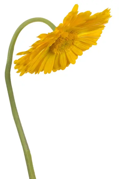 Studio Shot Yellow Colored Calendula Flower Isolated White Background Large — Stock Photo, Image