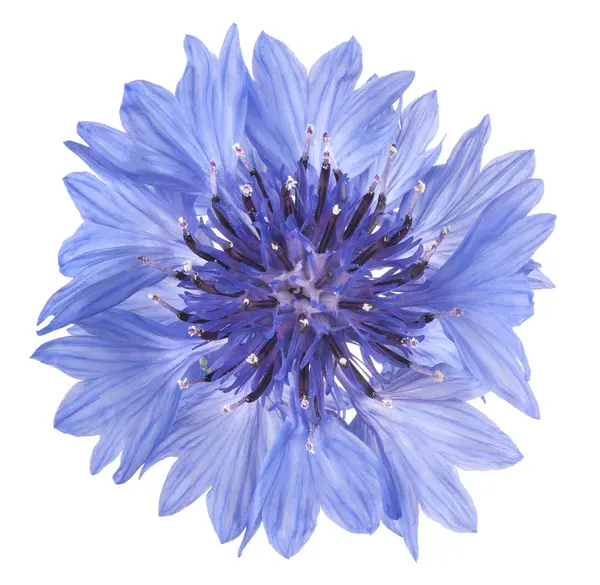 Beyaz arka plan üzerinde izole mavi renkli peygamberçiçeği Studio vurdu. büyük derinlik-in tarla (dof). Makro.