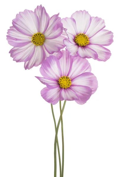 Studio Shot Van Roze Gekleurde Kosmos Bloemen Geïsoleerd Een Witte — Stockfoto