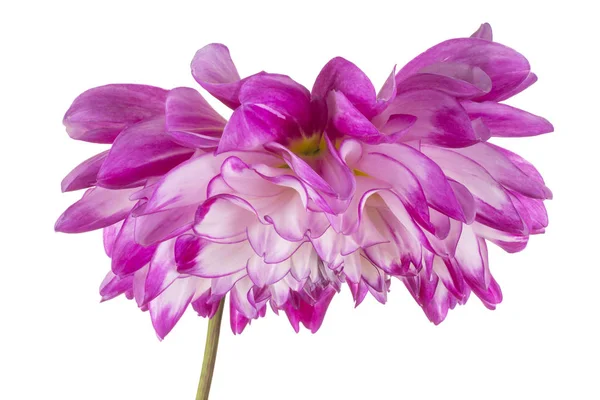 Studio Shot Magenta Colored Dahlia Flower Aislado Sobre Fondo Blanco —  Fotos de Stock