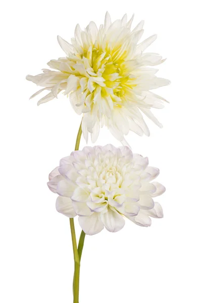 摄影棚拍摄白色的大丽花花朵在白色背景下被隔绝 自由度 — 图库照片