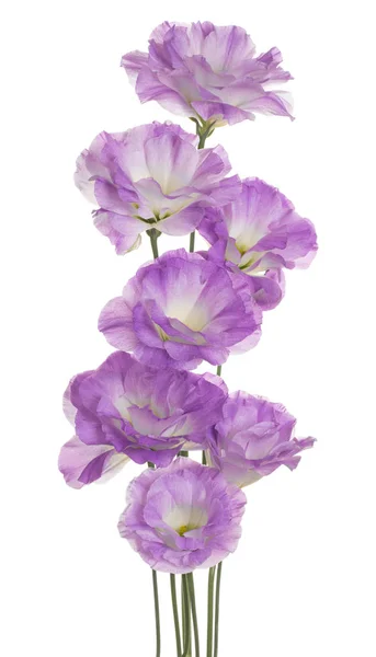Studioaufnahme Fuchsiafarbener Eustoma Blüten Isoliert Auf Weißem Hintergrund Schärfentiefe Dof — Stockfoto