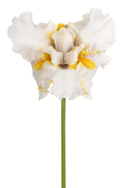 Studio Βολή Λουλούδι Λευκό Έγχρωμη Ίριδα Που Απομονώνονται Λευκό Φόντο — Φωτογραφία Αρχείου
