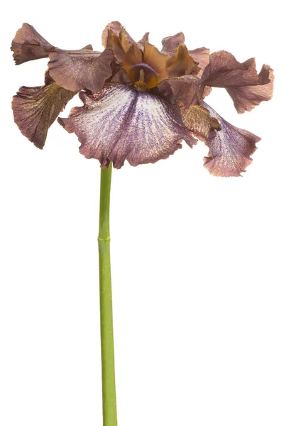 Studio Shot Brown Color Iris Flower Aislado Sobre Fondo Blanco —  Fotos de Stock