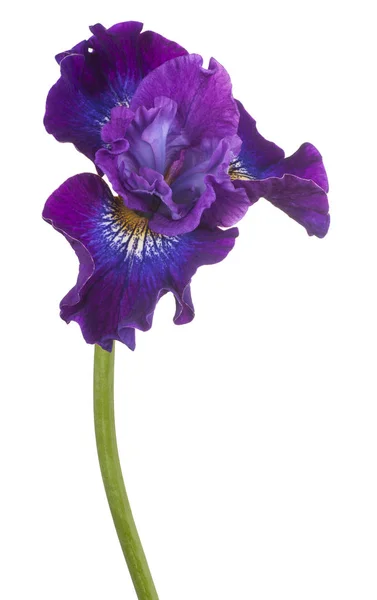 Studio Colpo Viola Colorato Iris Fiore Isolato Sfondo Bianco Ampia — Foto Stock