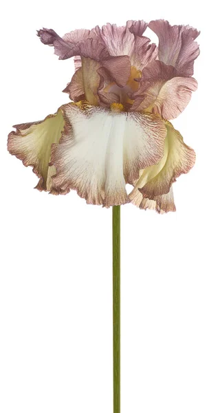 Beyaz Arka Plan Üzerinde Izole Kahverengi Renkli Iris Çiçeği Stüdyo — Stok fotoğraf