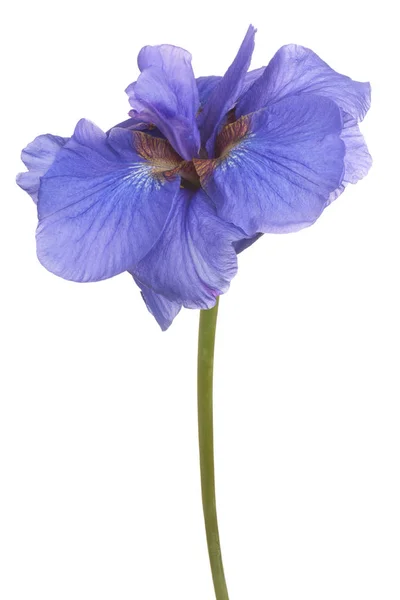 Estúdio Tiro Flor Íris Cor Azul Isolado Fundo Branco Grande — Fotografia de Stock