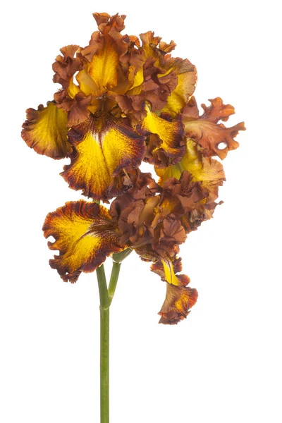 Studio Shot Brown Yellow Colored Iris Flowers Isolated White Background — Stock Photo, Image