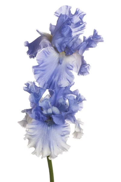 Studio Girato Fiori Iris Blu Colorato Isolato Sfondo Bianco Ampia — Foto Stock