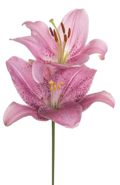 Studio Shot Pink Colored Lily Flowers Aislado Sobre Fondo Blanco — Foto de Stock