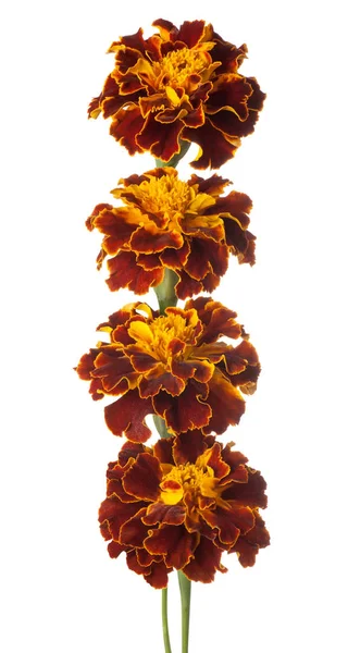 Stüdyo çok renkli kadife çiçeği çiçek beyaz arka plan üzerinde izole bir kadeh. Büyük derinlik-in tarla (Dof). Makro.