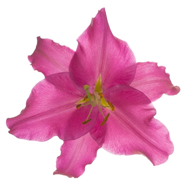 Beyaz arka plan üzerinde izole kırmızı renkli Lily çiçek stüdyo çekim. Büyük derinlik-in tarla (Dof). Makro.