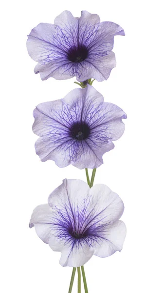 Studio Shot Purple Colored Petunia Flowers Isolated White Background Large — Stock Photo, Image