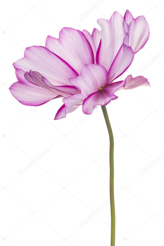 Studio Shot of Magenta Colored Cosmos Flower Isolated on White Background. Large Depth of Field (DOF). Macro.