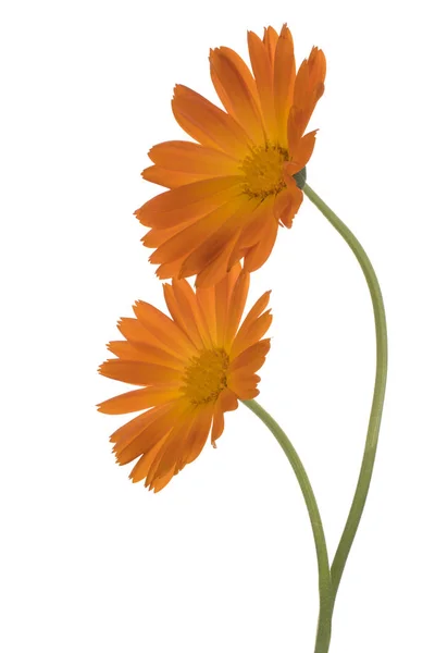 Estúdio Tiro Laranja Colorido Calêndula Flores Isoladas Fundo Branco Grande — Fotografia de Stock