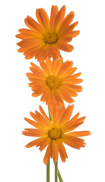 Студийный снимок цветущих календул оранжевого цвета на белом фоне. Large Depth of Field (DOF). Макро
.