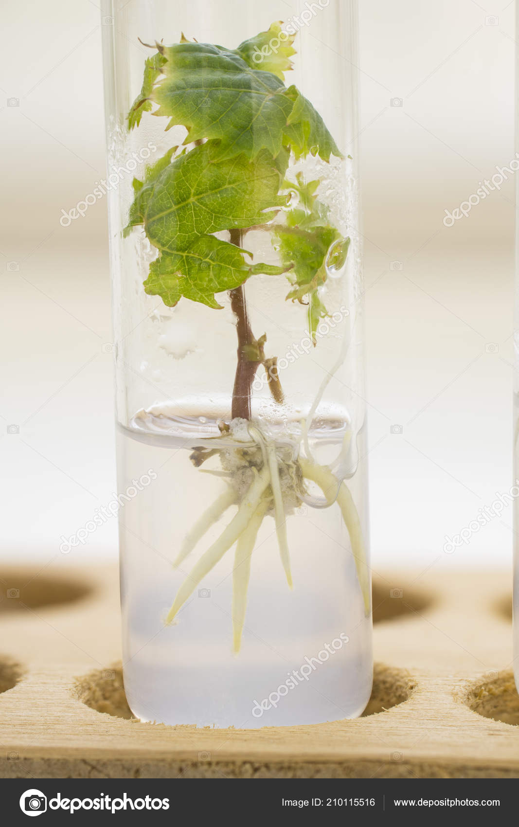 Vitro Propagation Vitis Vinifera Plant Agricultural Biotechnology