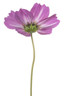 Fuşya renkli cosmos stüdyo çekim izole üzerinde beyaz zemin çiçek. büyük derinlik-in tarla (dof). Makro.