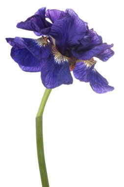 Beyaz arka plan üzerinde izole mavi renkli Iris çiçeği stüdyo çekim. Büyük derinlik-in tarla (Dof). Makro.