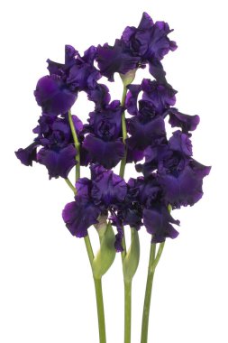 Beyaz arka plan üzerinde izole mor renkli Iris çiçek stüdyo çekim. Büyük derinlik-in tarla (Dof). Makro.