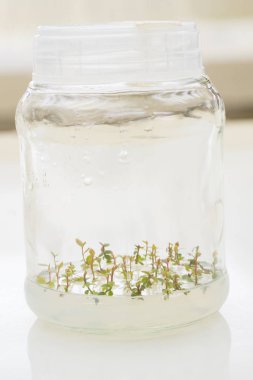 Vitro yayma Vaccinium corymbosum bitkilerde. Tarımsal biyoteknoloji. Laboratuvar deneyi. Makro.