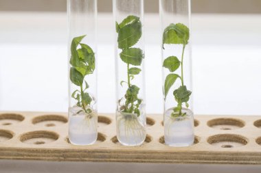 Vitro yayılmada Erik bitkiler. Tarımsal biyoteknoloji. Laboratuvar deneyi. Makro.