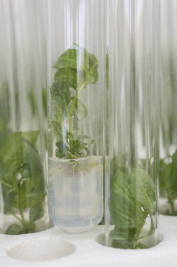 Vitro yayılmada Erik bitkiler. Tarımsal biyoteknoloji. Laboratuvar deneyi. Makro.