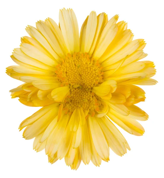 Studio Shot Yellow Colored Calendula Flower Isolé Sur Fond Blanc — Photo