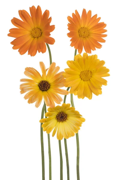 Studio Shot Yellow Orange Colored Calendula Flowers Isolated White Background — Stock Photo, Image