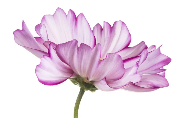 Studio Schot Van Magenta Gekleurde Kosmos Flower Geïsoleerd Witte Achtergrond — Stockfoto