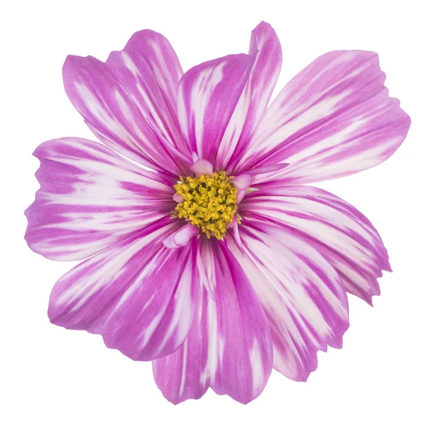 Studio Colpo Magenta Colorato Cosmos Fiore Isolato Sfondo Bianco Ampia — Foto Stock