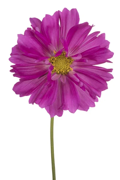 Studio Shot Fuchsia Colored Cosmos Flower Aislado Sobre Fondo Blanco —  Fotos de Stock