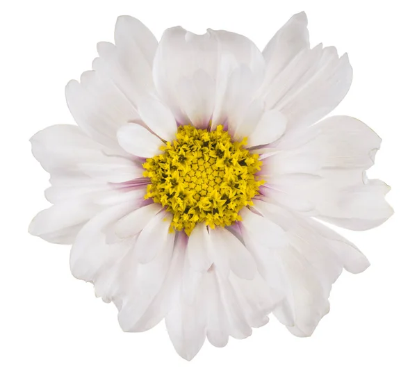 Studio Shot White Colored Cosmos Flower Isolated White Background Large — Stock Photo, Image